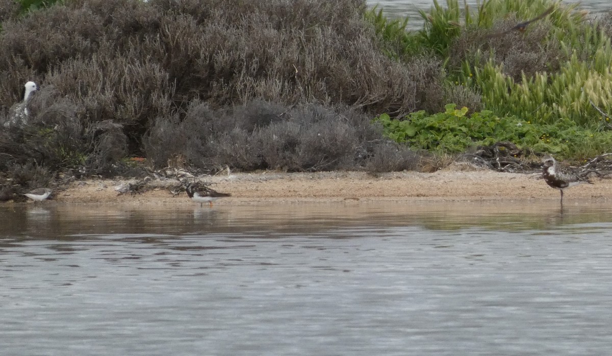 Ruddy Turnstone - ML493054631