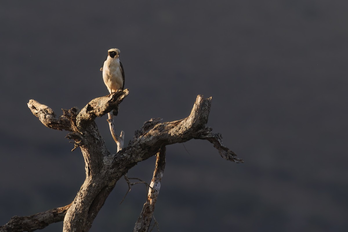 Laughing Falcon - ML493054861