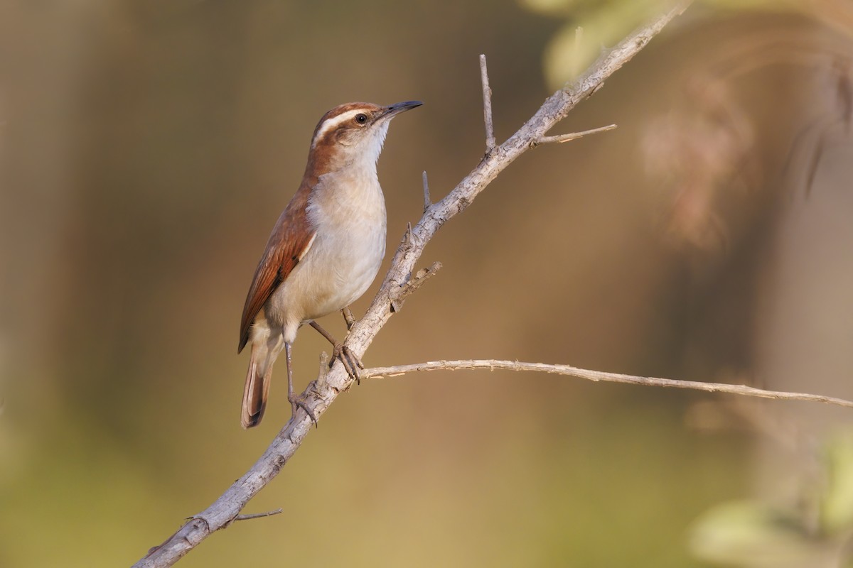 Wing-banded Hornero - ML493054881