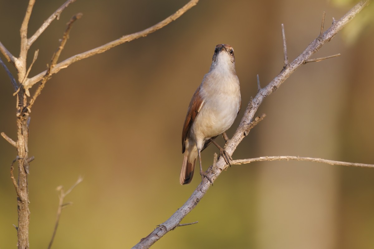 Wing-banded Hornero - ML493054891