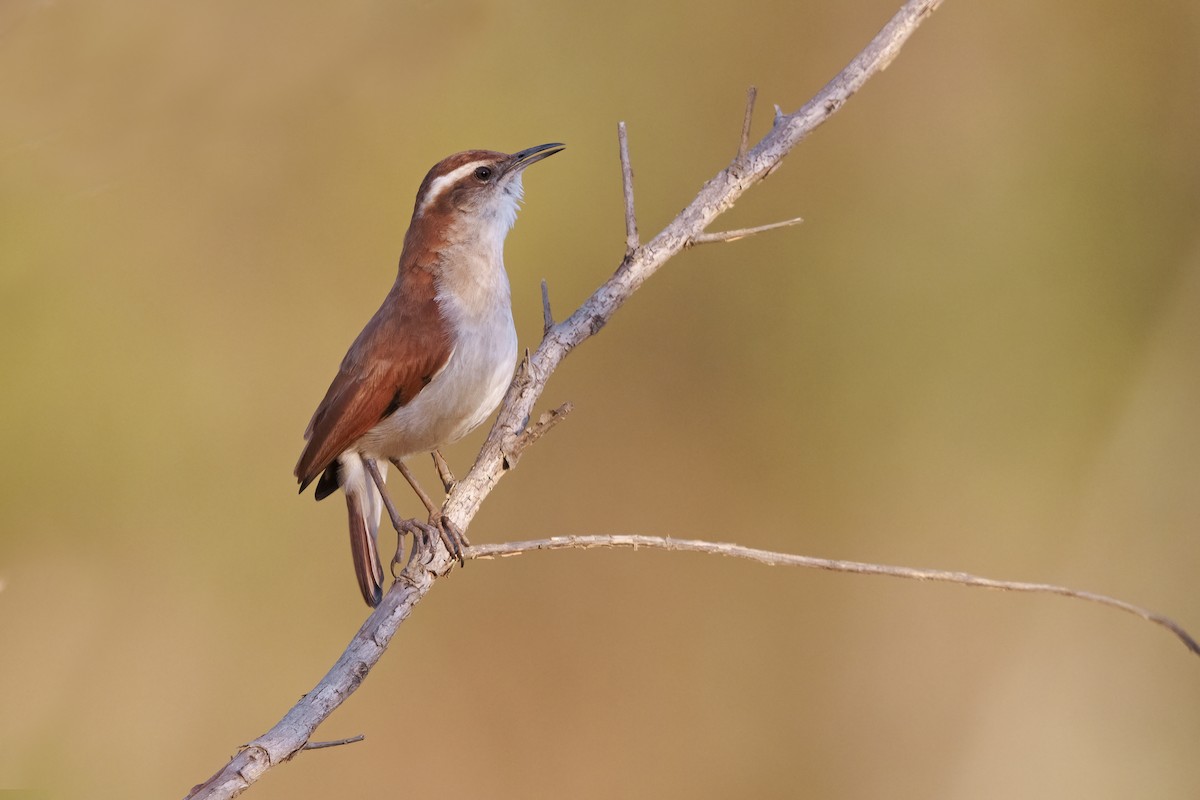 Wing-banded Hornero - ML493054901