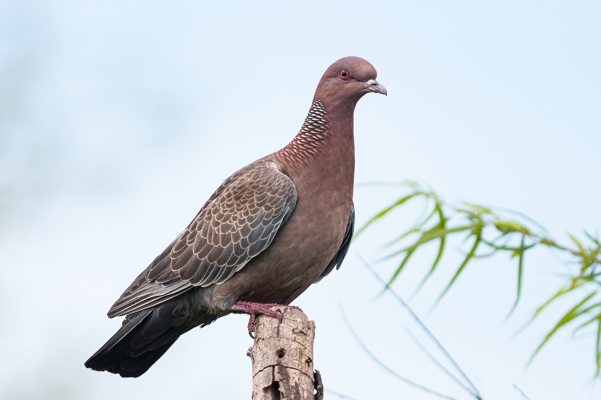 Picazuro Pigeon - ML493055671