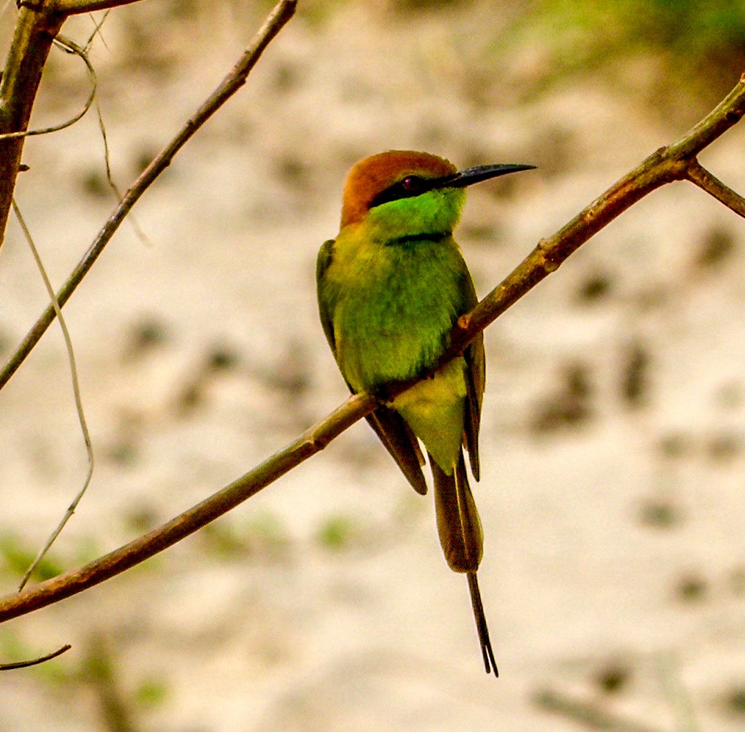 Asian Green Bee-eater - ML493056531