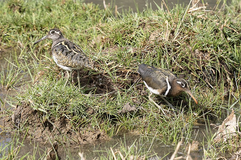 Aguatero Bengalí - ML493057631