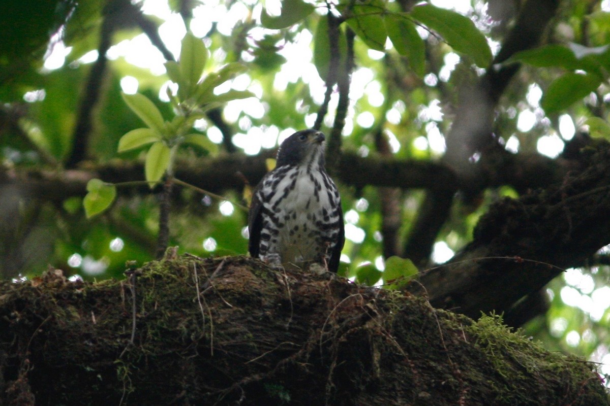 African Goshawk (Bioko) - ML49305781