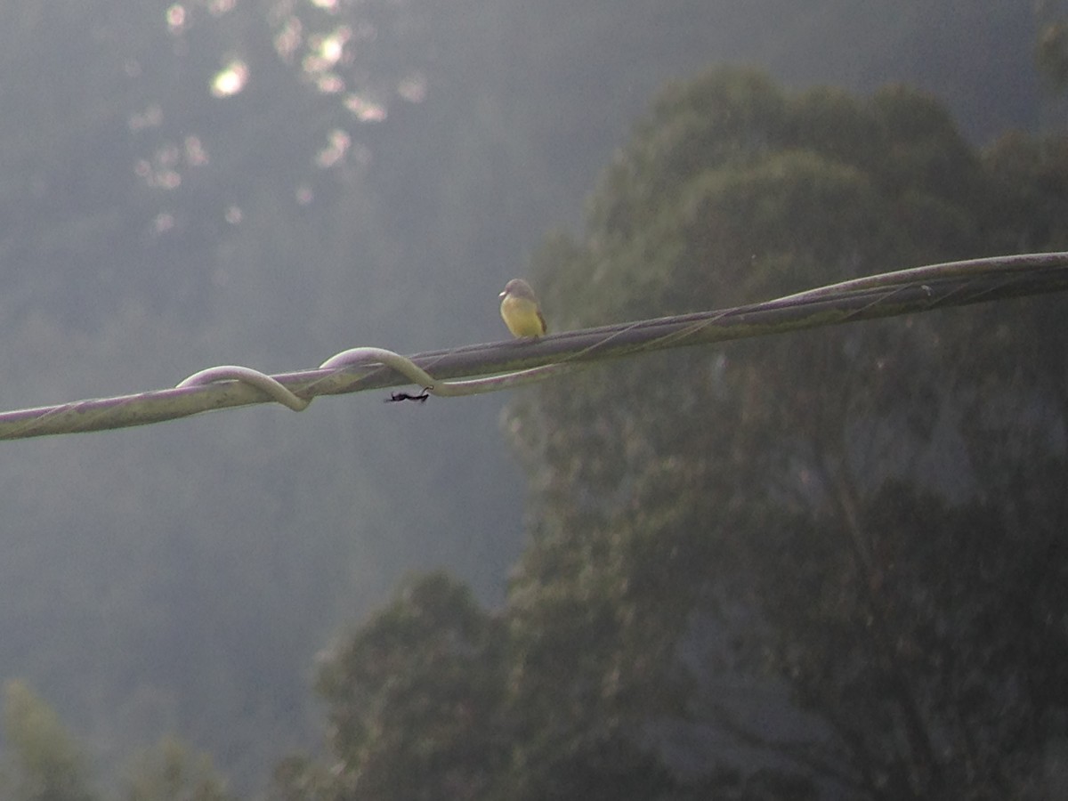 Tropical Kingbird - ML49305801