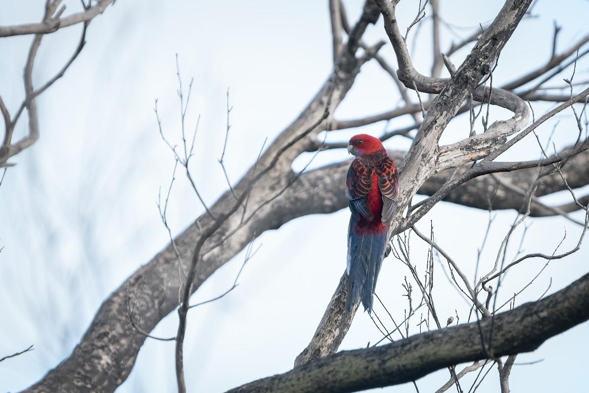 Crimson Rosella - ML493058561