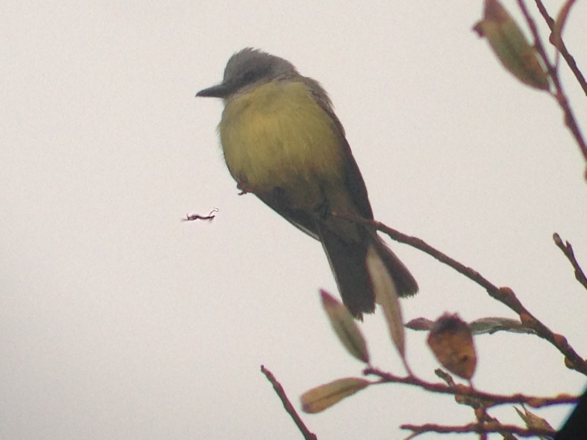 Tropical Kingbird - ML49306161