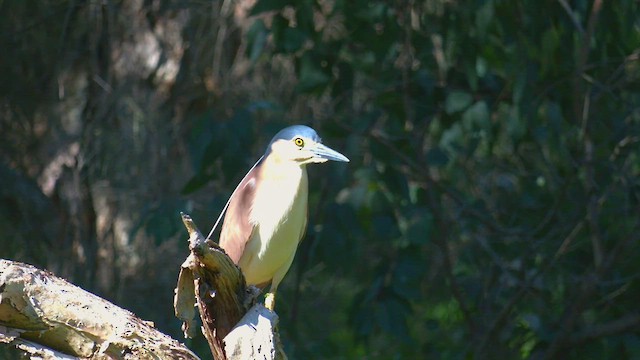 Nankeen Night Heron - ML493062491