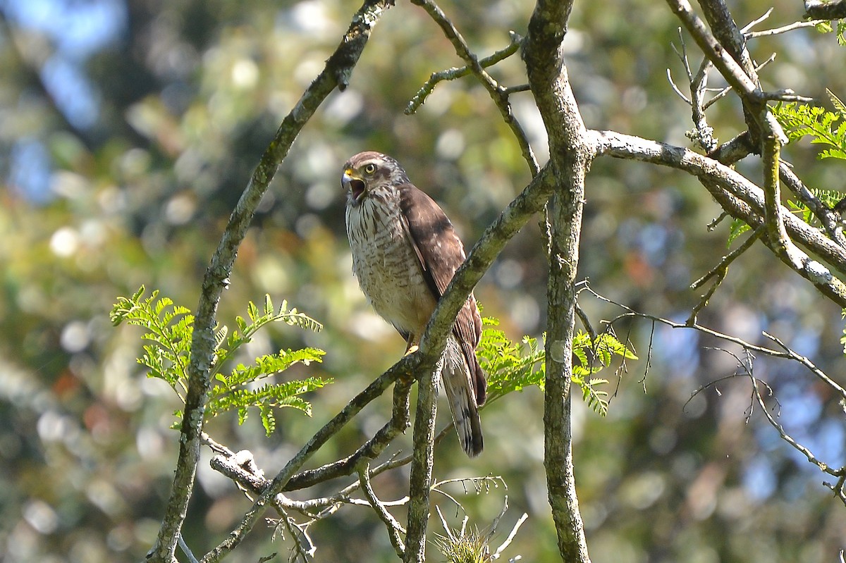 Roadside Hawk - Fábio Luís Mello