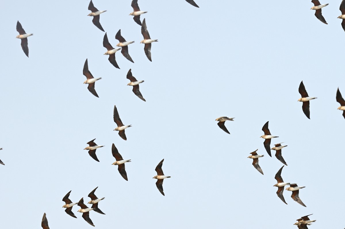 Oriental Pratincole - ML493063581