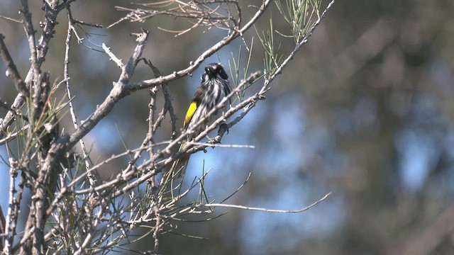 New Holland Honeyeater - ML493063611