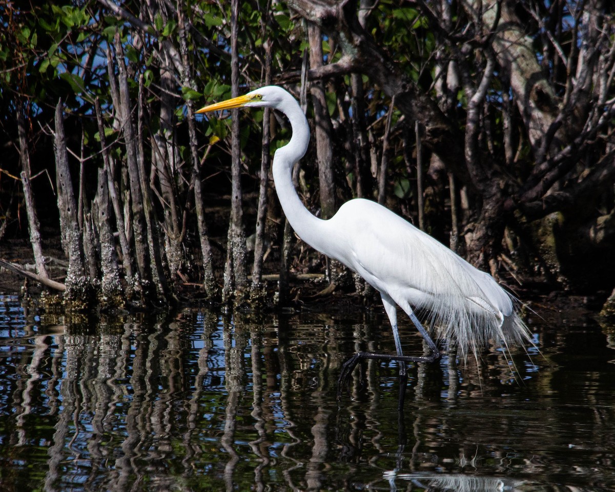 Great Egret - ML493064771