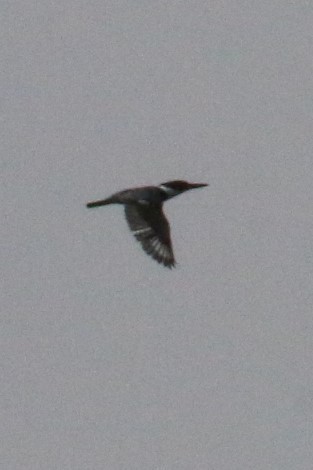 Belted Kingfisher - Mary Harrell