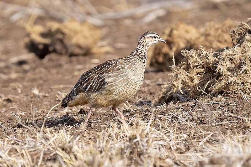 Crested Francolin - ML493065641