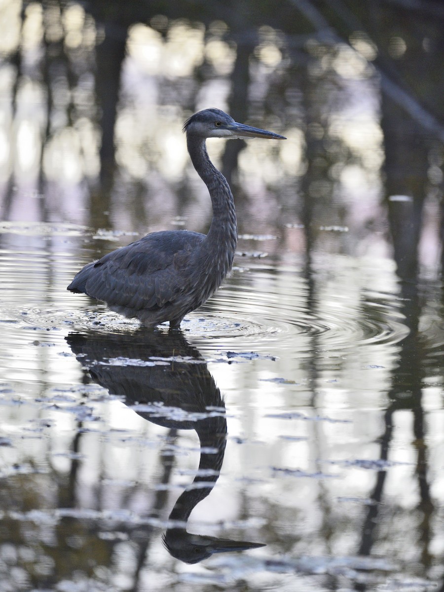 Great Blue Heron - Philippe Hénault