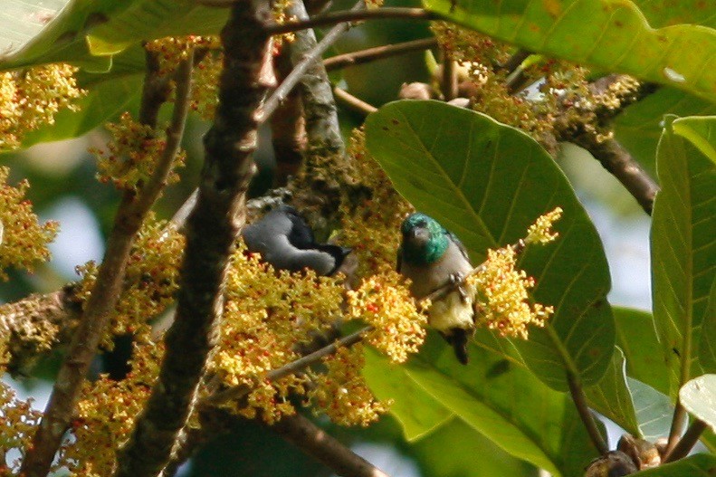 Green Sunbird (Gray-throated) - ML49306571