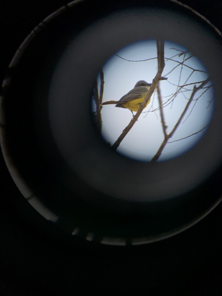 Tropical Kingbird - ML493065721