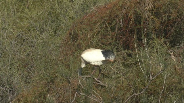 Australian Ibis - ML493066101