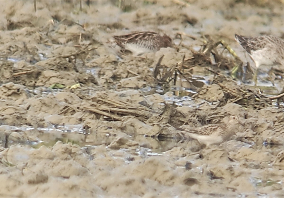 Pectoral Sandpiper - ML493066351