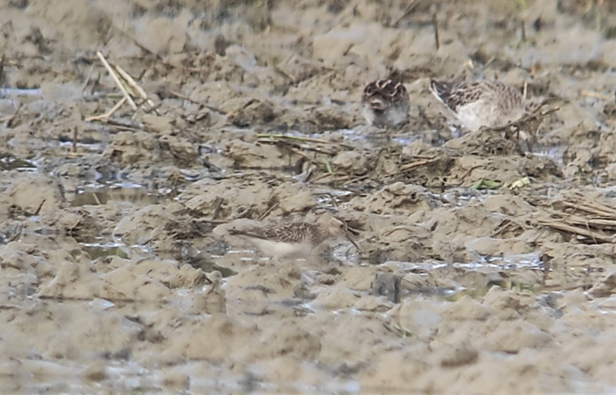 Pectoral Sandpiper - ML493066371