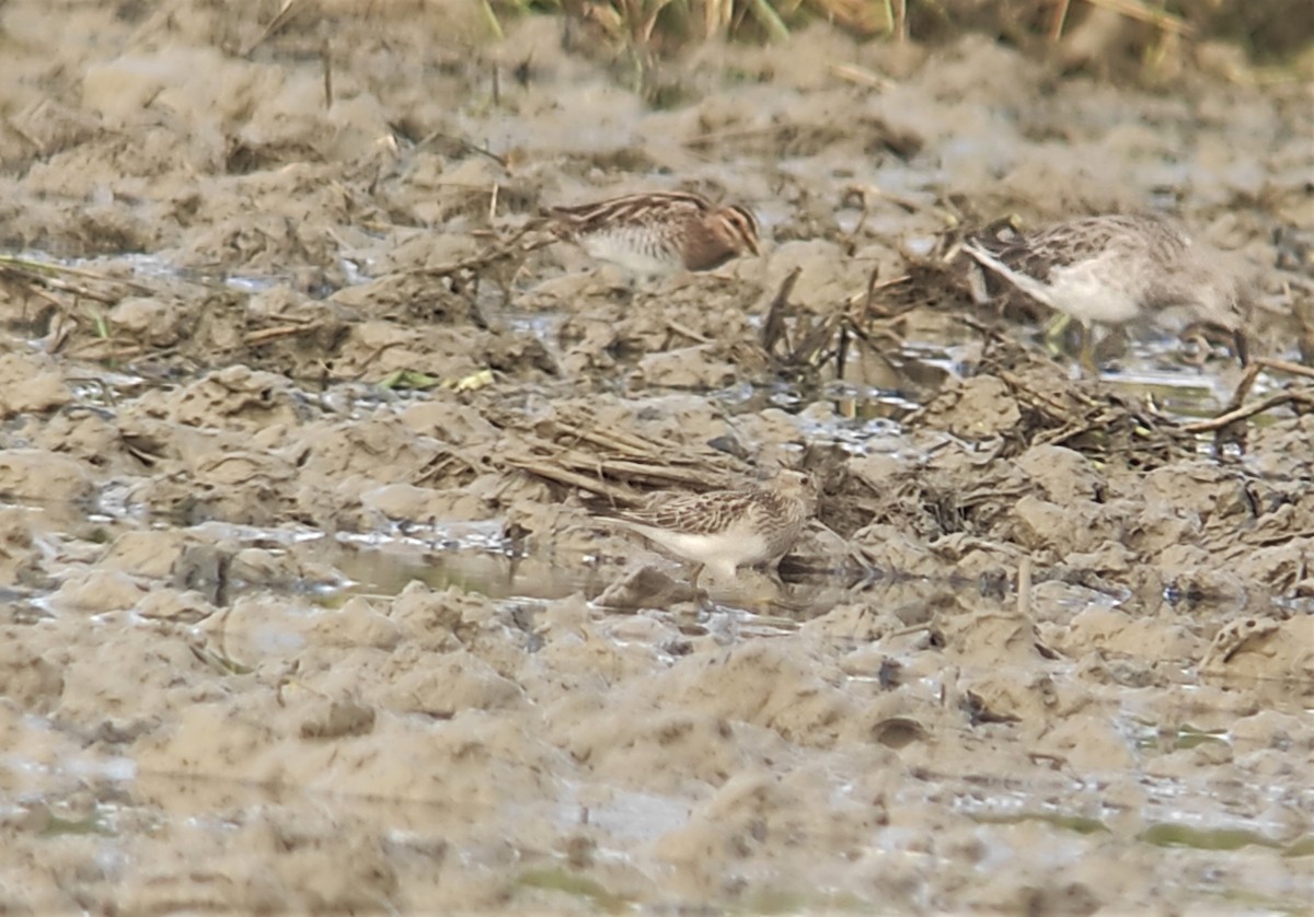 Pectoral Sandpiper - ML493066781