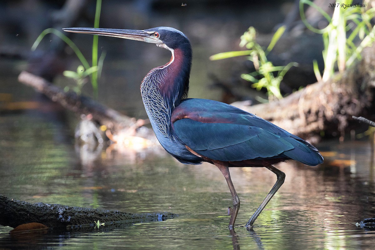 Agami Heron - ML49306691