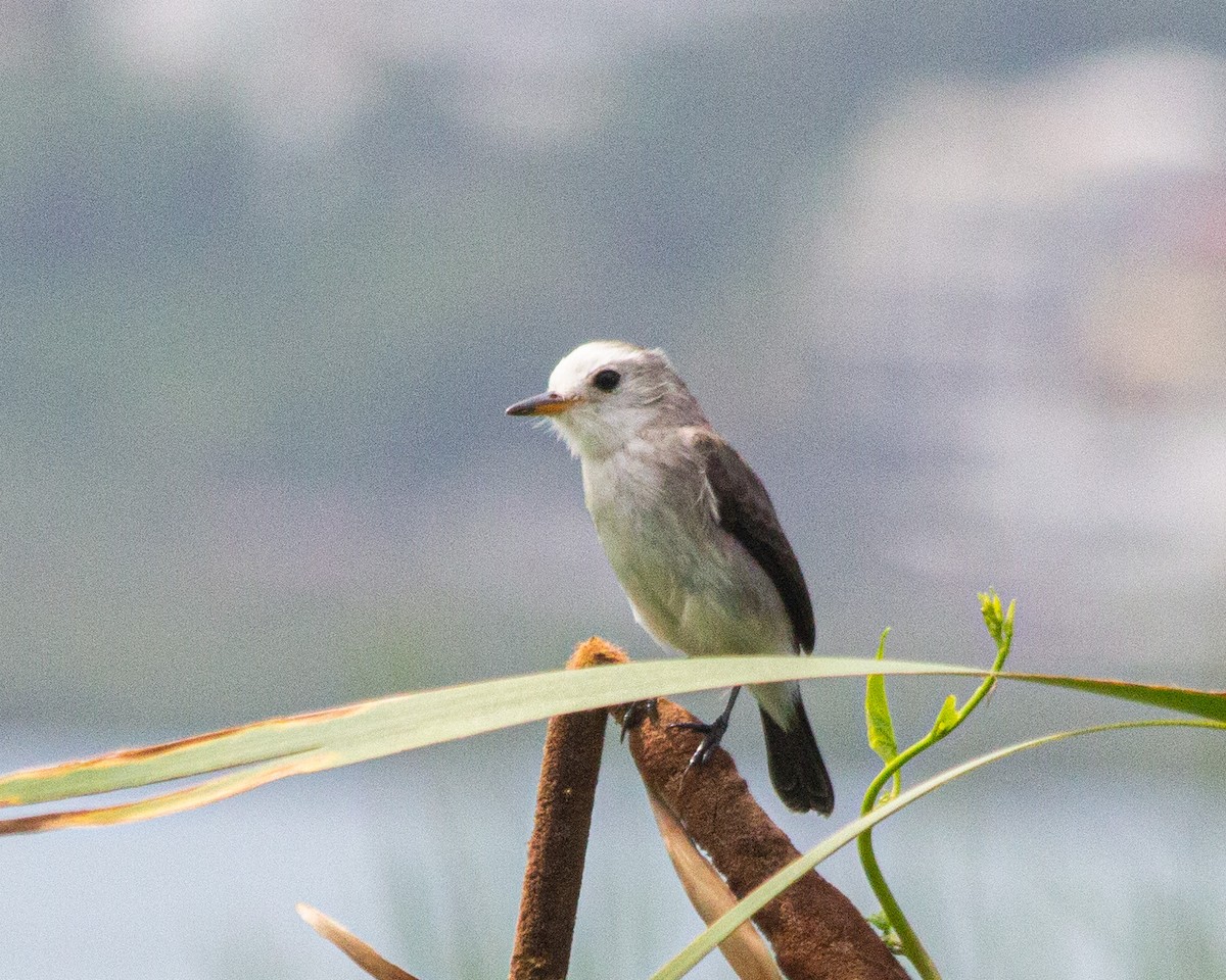 White-headed Marsh Tyrant - ML493067041