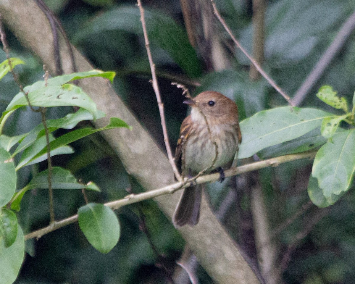 Bran-colored Flycatcher - ML493067081