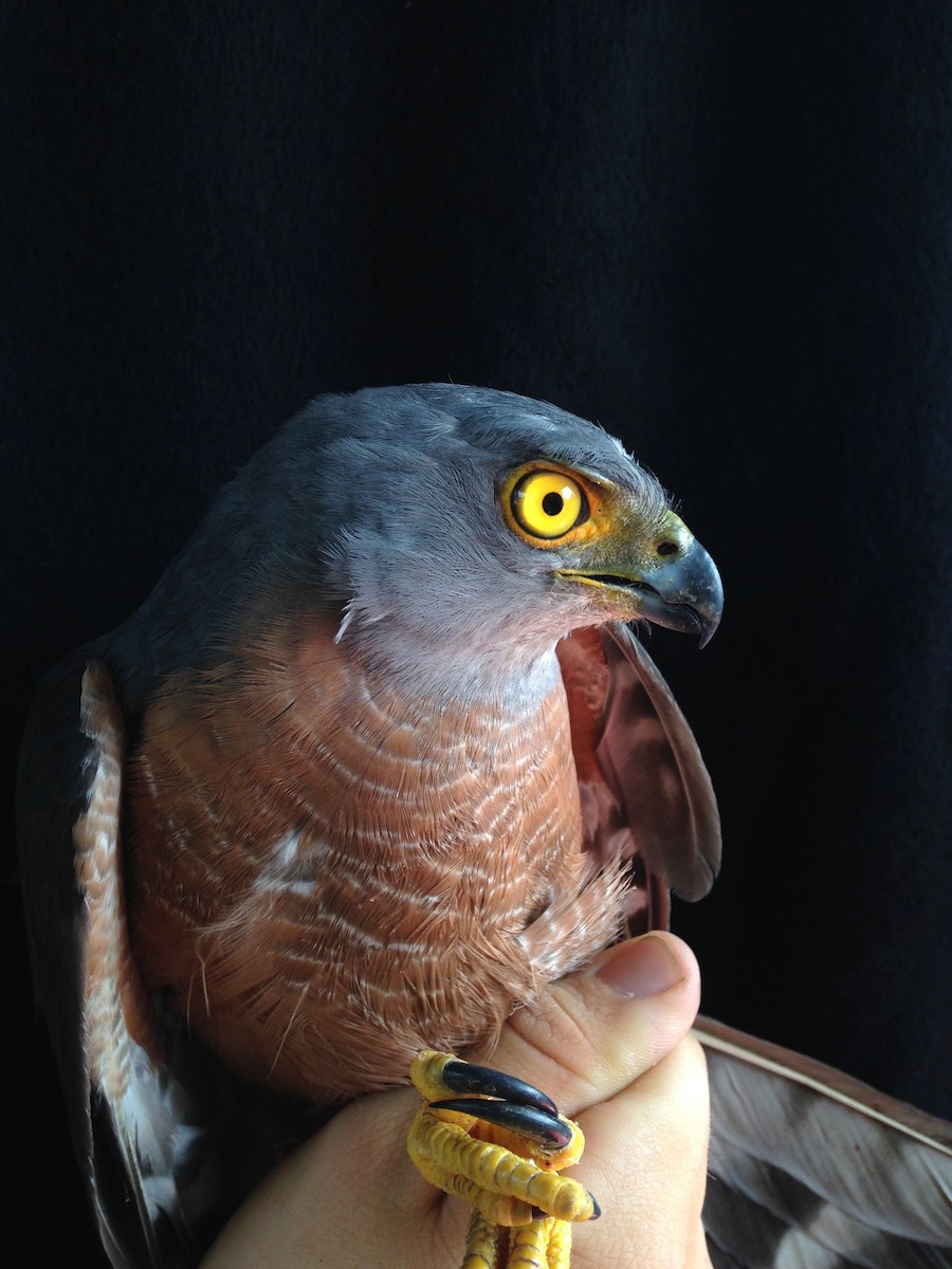 African Goshawk (Bioko) - ML49306821