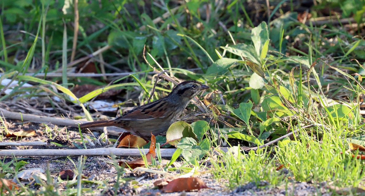 Swamp Sparrow - ML493068691