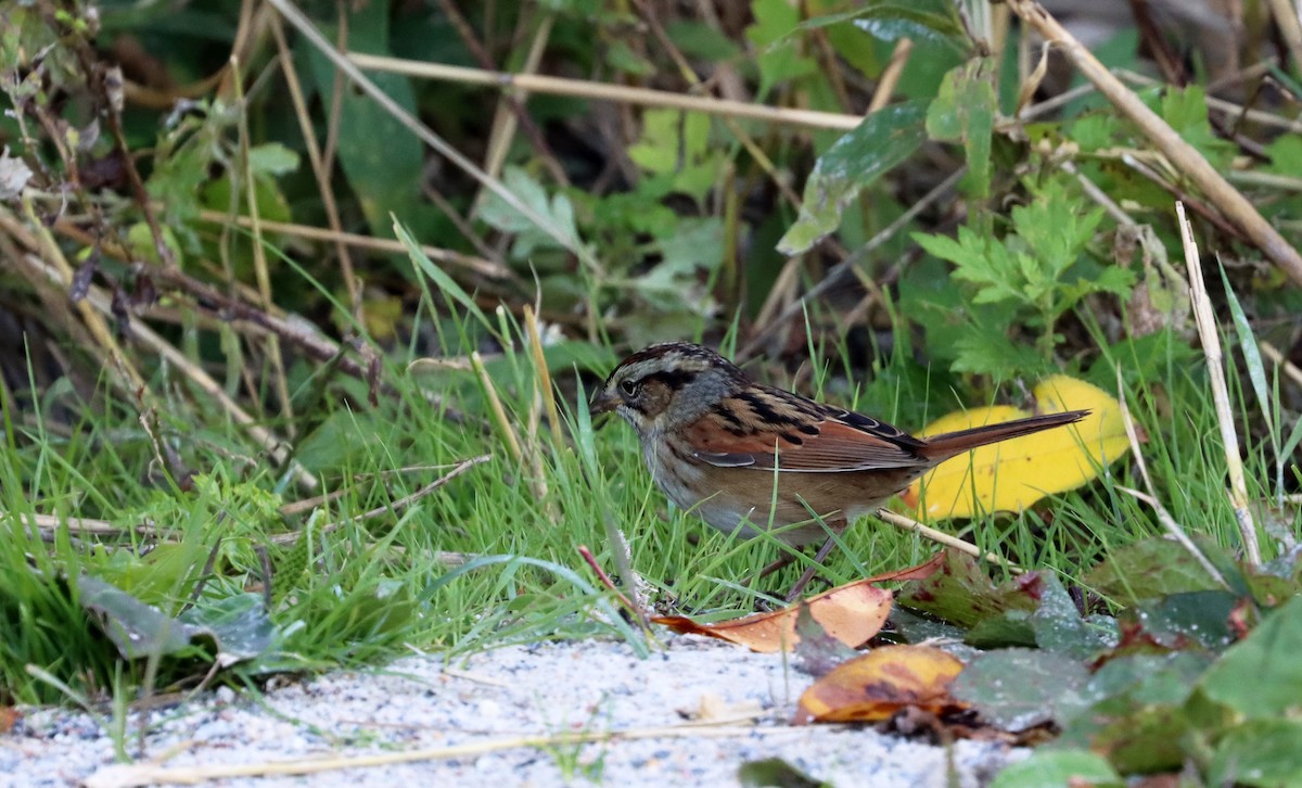 Swamp Sparrow - ML493068741