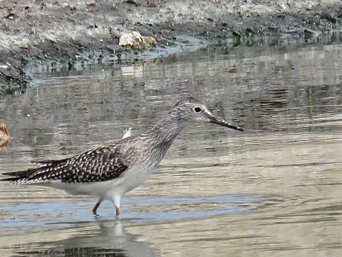 Solitary Sandpiper - Breyden Beeke