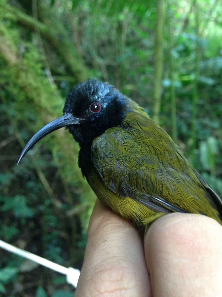 Blaukopf-Nektarvogel (poensis) - ML49306921