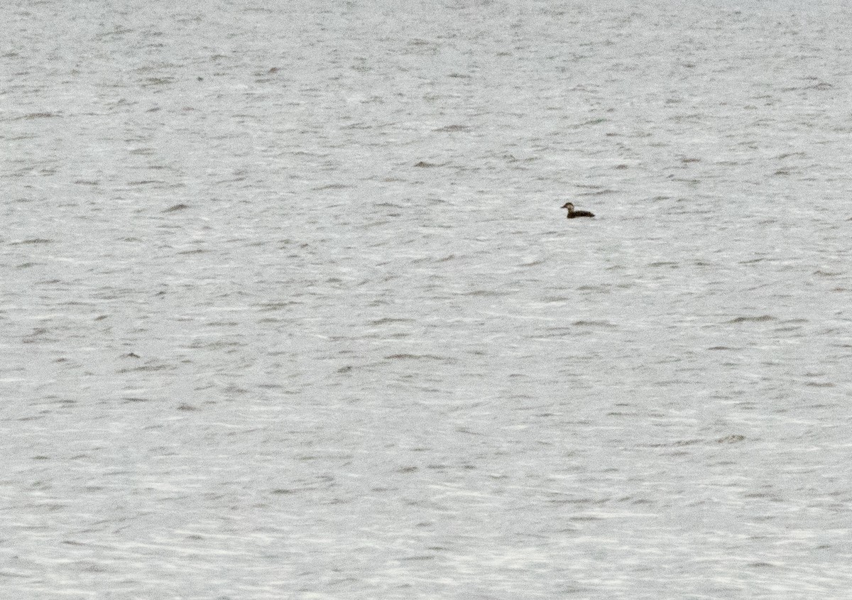 Black Scoter - ML493069691