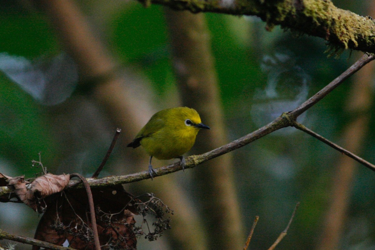 Forest White-eye - Oscar Johnson
