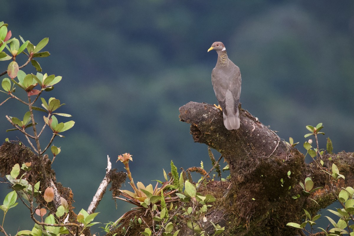 Band-tailed Pigeon - ML493073331