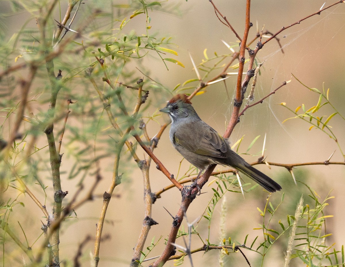 Green-tailed Towhee - Jan Allen