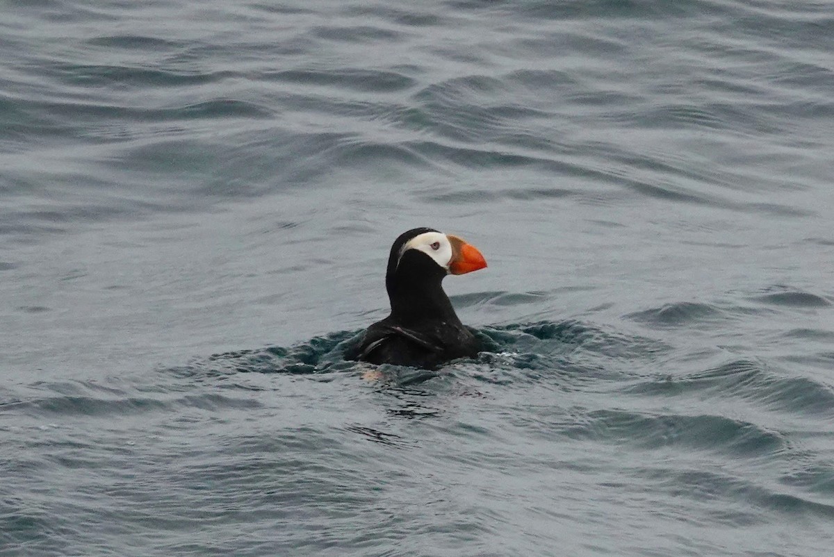 Tufted Puffin - ML493077241