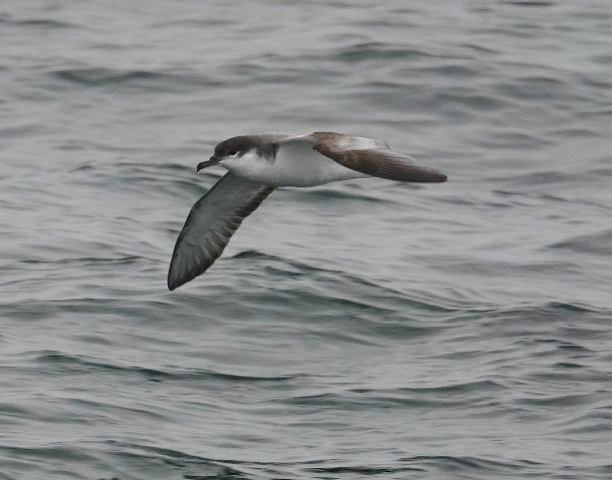 Buller's Shearwater - ML493077491