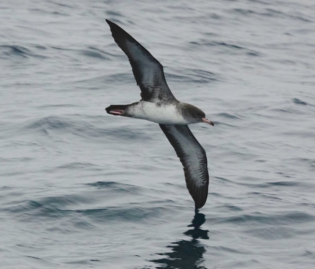 Pink-footed Shearwater - ML493077521