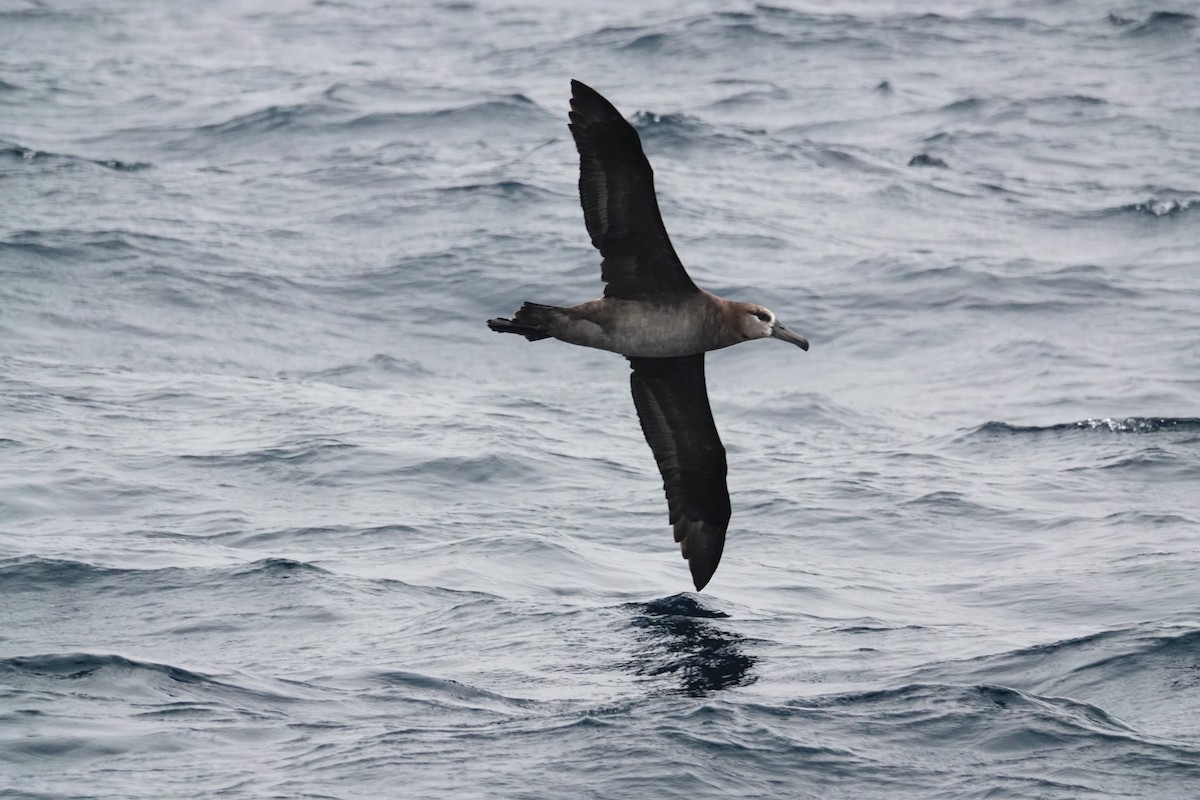 albatros černonohý - ML493077721