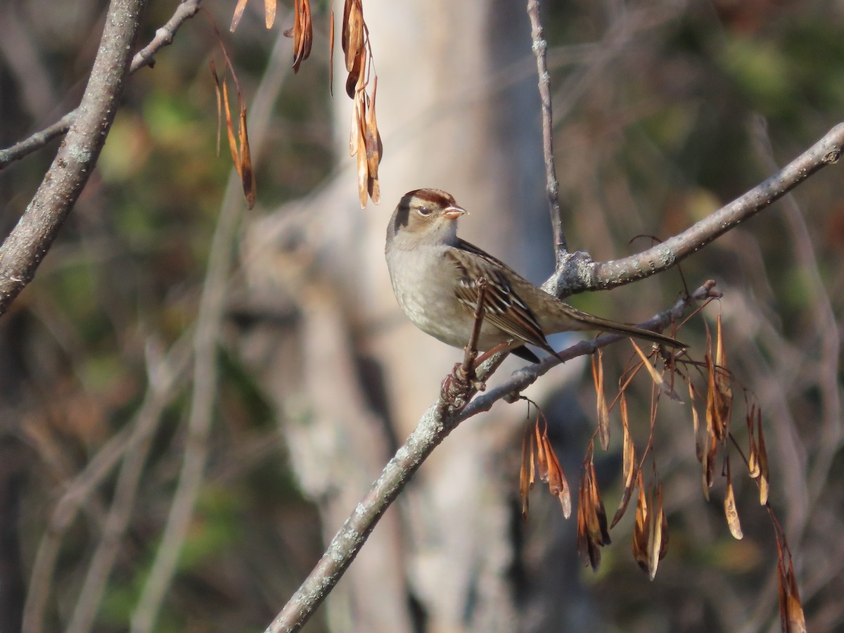 White-crowned Sparrow - ML493078021