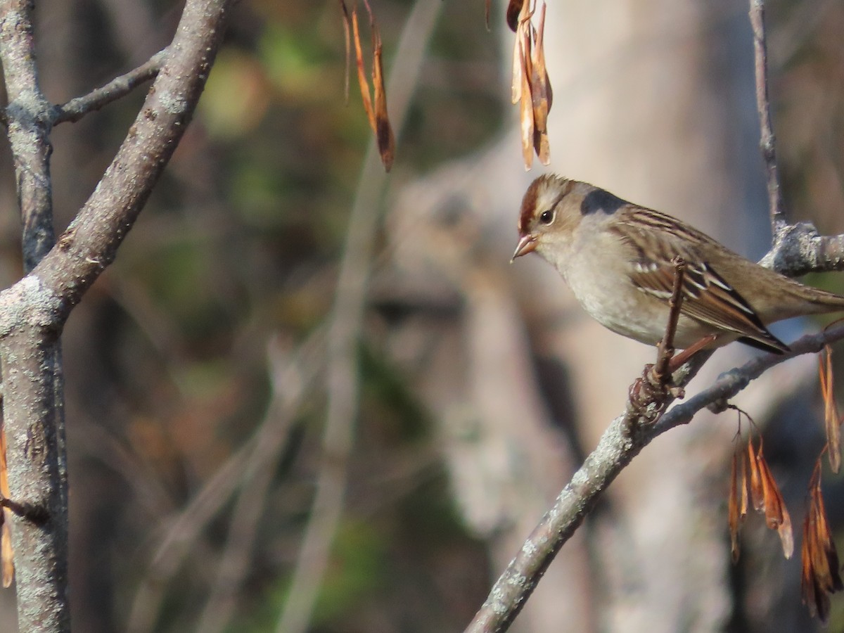 White-crowned Sparrow - ML493078211