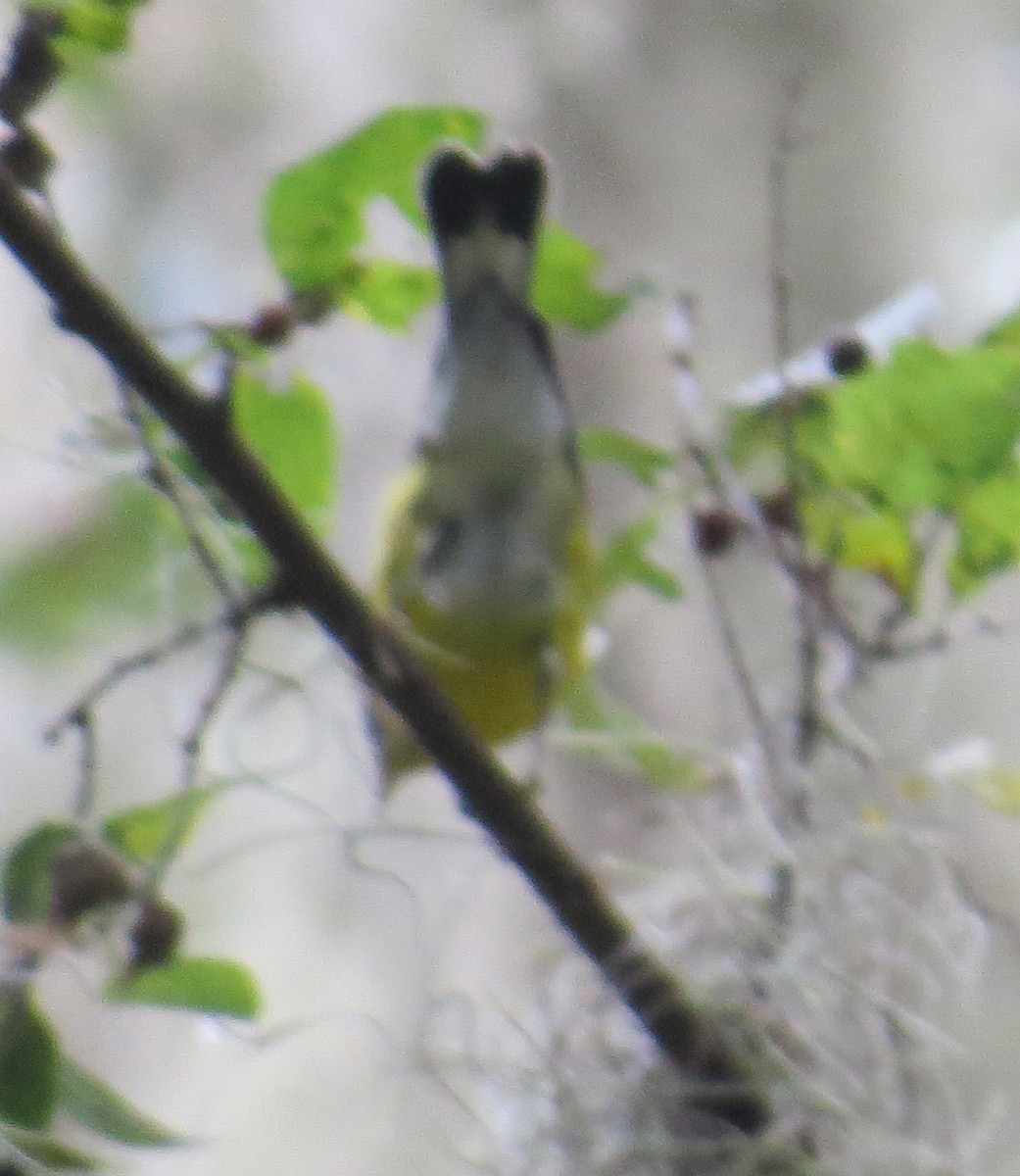 Magnolia Warbler - ML493079691