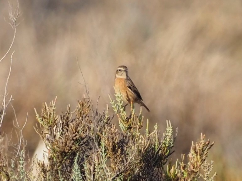 Whinchat - ML493079701
