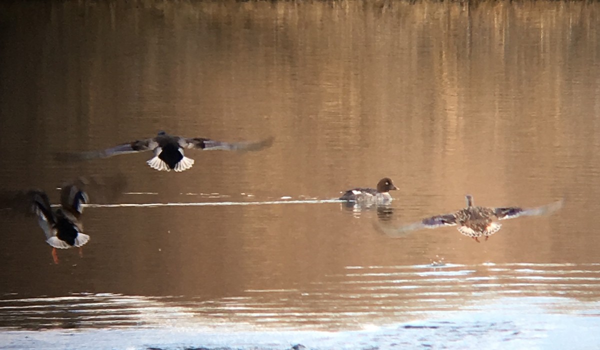 Common Goldeneye - ML49308291