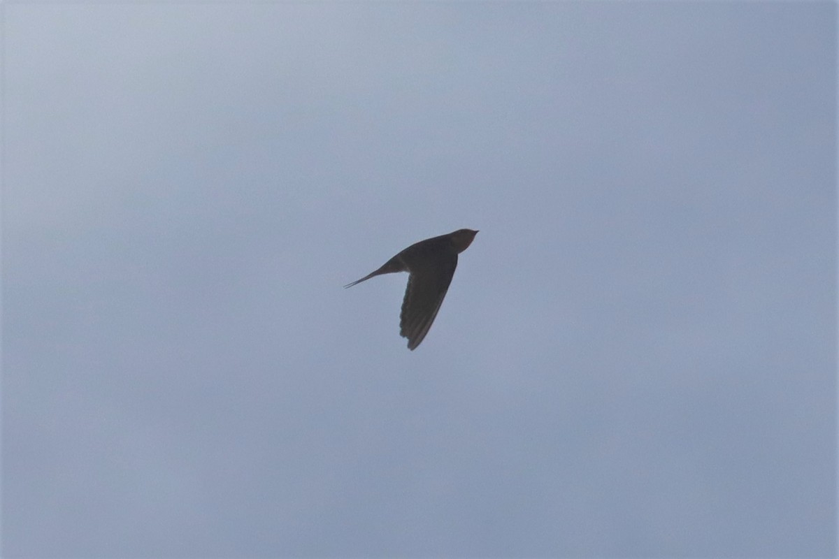 Barn Swallow - ML493083061