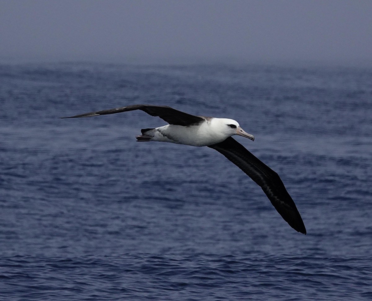 Laysan Albatross - ML493083541