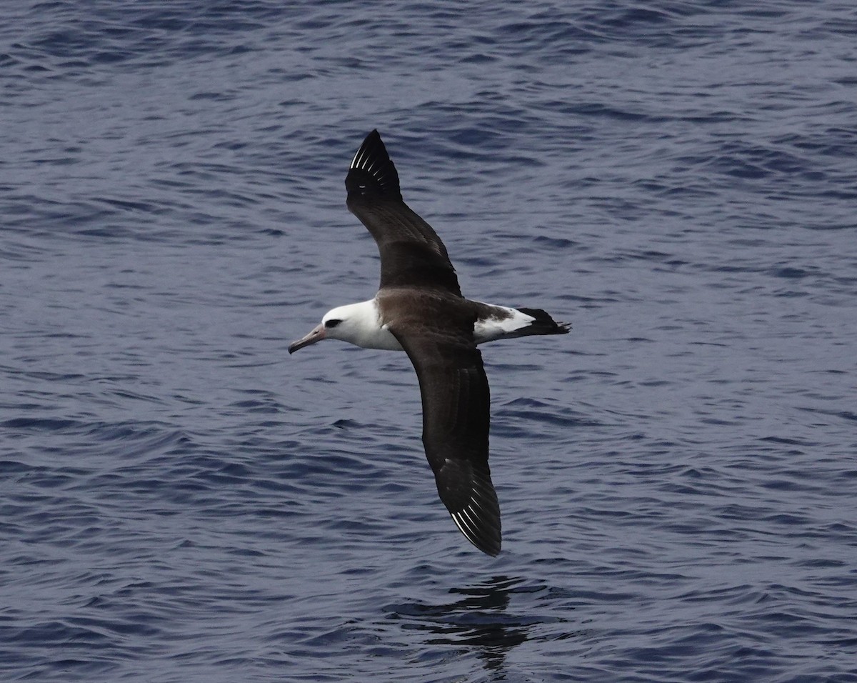 Laysan Albatross - ML493083551
